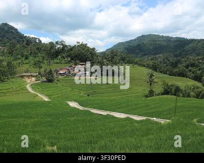 terrasse de riz pittoresque dans l'ouest de Java en Indonésie Banque D'Images