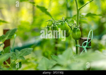 Gros de tomates vertes immatures poussant sur une vigne. Des tomates vertes immatures poussant en grappe sur une vigne feuillue du jardin. Banque D'Images