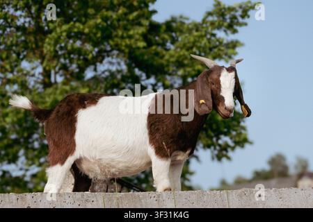 Chèvre à cornes brune et blanche debout sur un mur en béton – Scène d'élevage rural avec arbres et ciel Banque D'Images