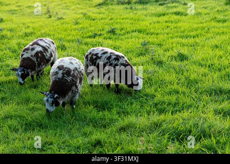 Trois moutons au pelage brun moucheté broutent paisiblement dans un champ d'herbe verte luxuriante, longue et éclatante Banque D'Images