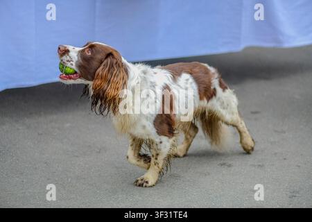 Springer anglais portant une balle de tennis Banque D'Images