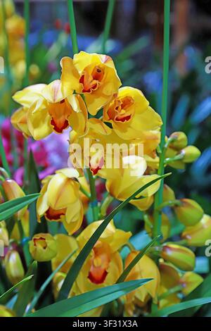 Groupes d'orchidées cymbidium dorées fleurissent parmi les feuilles vertes, avec des pétales charnus et chauds, des textures orange-rouge au centre, et des boutons et des fleurs arr Banque D'Images