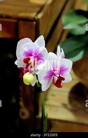 Un gros plan de deux orchidées phalaenopsis blanches avec des centres roses dégradés et des étamines brun-rouge riches. Une tendre fleur jaune sur la tige contraste avec Banque D'Images