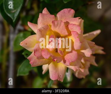 gros plan d'une rose aux pétales doux jaunes, roses et pêche en fleurs, montrant une texture détaillée sur un fond vert flou. Banque D'Images