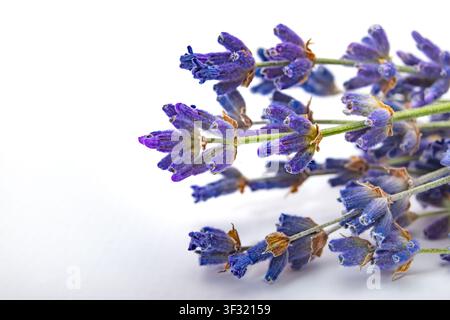 Les fleurs de lavande sont posées sur un fond blanc. Les bourgeons violets et les tiges vertes sont clairs et visibles dans l'arrangement. Banque D'Images
