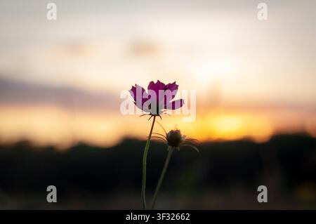 Fleur rose dans le contre-jour, sur fond d'un ciel de coucher de soleil, paysage de soirée. Banque D'Images