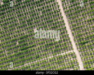 Vue aérienne par drone d'un vaste verger vert présentant des rangées symétriques et soignées d'arbres en croissance divisées par un chemin de terre sec pendant la journée Banque D'Images