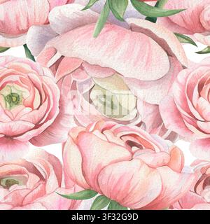 Motif floral aquarellé sans couture dense avec des fleurs de ranoncule roses luxuriantes et en gros plan sur fond blanc. Pour des textiles romantiques, des papiers peints, des produits, des emballages de luxe et du branding de cosmétiques biologiques Banque D'Images