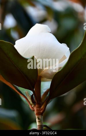 Vue rapprochée d'un grand bourgeon de magnolia blanche du Sud (Magnolia grandiflora) commençant à s'épanouir sur un arbre entouré de feuilles vert foncé brillantes. Concept de floraison printanière, d'élégance et de beauté naturelle. Bourgeon de fleur s'épanouissant parmi les feuilles. Photo de haute qualité Banque D'Images