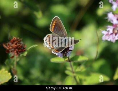 Un papillon mâle Polyommatus icarus dans le Sussex Banque D'Images