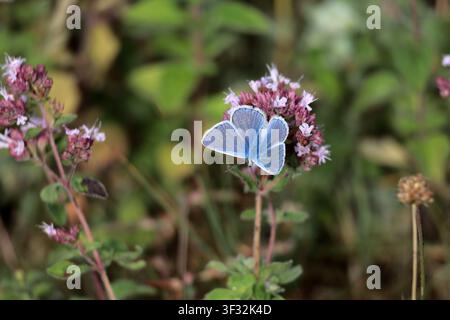 Papillon bleu commun Polyommatus icarus dans le Sussex Banque D'Images