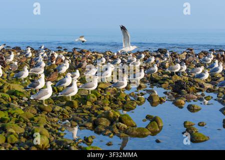 Troupeau de mouettes rassemblé sur une côte rocheuse couverte de mousse verte à marée basse, avec une eau océanique bleue et calme reflétant le ciel sur la côte de Malibu Banque D'Images