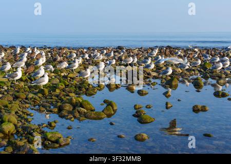 Mouettes se rassemblent sur des rochers couverts de mousse et pataugent dans des flaques de marée claires le long de la côte pittoresque de Malibu sous un ciel bleu éclatant, mettant en valeur la Californie sereine Banque D'Images