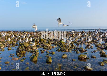 Troupeau de mouettes se rassemble sur les rochers moussués des mares de marée le long de la côte pittoresque de Malibu alors que plusieurs oiseaux prennent leur envol sous un ciel bleu clair pendant une période calme l Banque D'Images