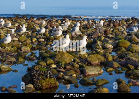 Mouettes et oiseaux de côte se rassemblent parmi les rochers couverts de mousse et les flaques de marée peu profondes le long du rivage pittoresque de Malibu, en Californie, avec l'océan doux Banque D'Images