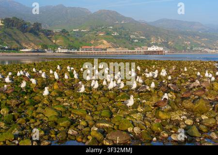 Mouettes se rassemblent sur des rochers verts et couverts de mousse le long du rivage à Malibu, en Californie, avec le Malibu Pier historique et les montagnes côtières pittoresques en vue Banque D'Images