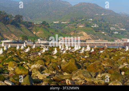 Troupeau de mouettes se rassemble sur des rochers couverts de mousse le long de la côte de Malibu, avec la jetée historique et les collines verdoyantes pittoresques de Californie s'étendant Banque D'Images
