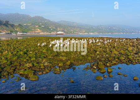 Mouettes se rassemblent sur des rochers couverts de mousse exposés lors de la marée basse le long de la côte pittoresque de Malibu, en Californie, avec des collines et l'océan qui s'étendent dans Banque D'Images