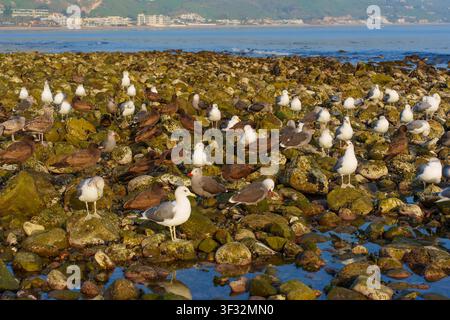Mouettes se rassemblent et se reposent sur des rochers mouillés et couverts de mousse le long du littoral pittoresque de Malibu à marée basse, avec des eaux océaniques calmes et des collines côtières lointaines vi Banque D'Images