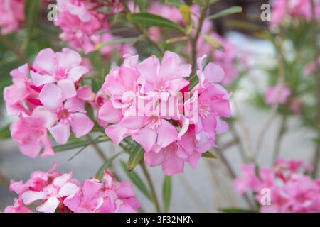 Gros plan de délicates fleurs d'oléandre roses en pleine floraison avec mise au point sélective et un fond naturel doux. Banque D'Images