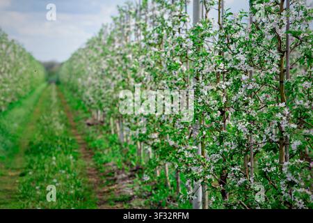 Promenez-vous dans le jardin fleuri. Rangées d'arbres avec fleurs Banque D'Images