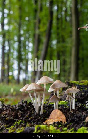 De petits amas d'Amanita phalloides et de Mycena galericulata émergent de la terre humide, entourés de mousse vibrante dans une forêt tranquille pendant la da Banque D'Images