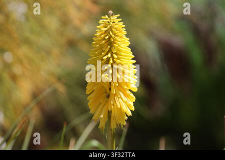 fleur unique de Kniphofia (Red Hot Poker), jaune vif, épi floral épineux (macro, gros plan, soleil éclatant) Banque D'Images
