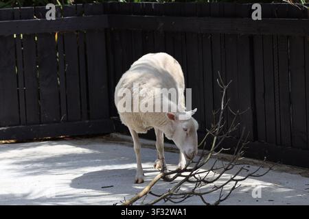 mouton à poil blanc, race Katahdin ou EasyCare, broutant sur des branches clairsemées, végétation sous un soleil mixte, ombre ( gros plan) Banque D'Images