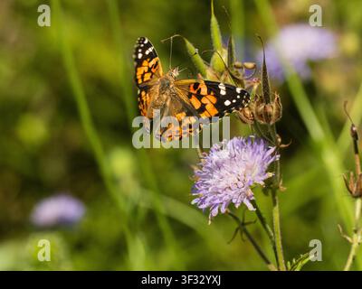 Papillon migrateur estival britannique, Vanessa cardui, en vol au-dessus d'une fleur de scabieuse avec les ailes déployées Banque D'Images