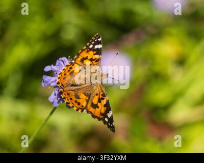Papillon migrant estival britannique, Vanessa cardui, s'envolant d'une fleur de scabieuse avec les ailes déployées Banque D'Images
