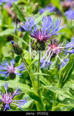 Une fleur bleue d'une Centaurea montana (alias bouton de jeune homme, centaurée des montagnes, bleuet des montagnes), la fleur des champs vivace, avec une bourgeon et du feuillage. Banque D'Images
