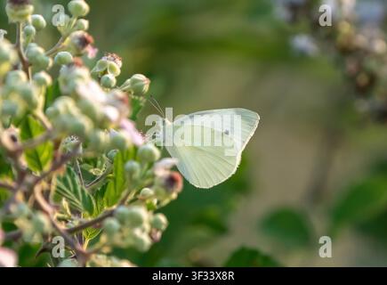 Petit papillon blanc du chou (Pieris rapae) se nourrissant de boutons de fleurs de mûrier sauvage en Turquie Banque D'Images