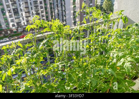 Plateaux de tomates poussant en pots sur le jardin du balcon d'un appartement. Plantation de maison de loisir. Jeunes plants de tomates vertes en parterre, vue par le dessus Banque D'Images