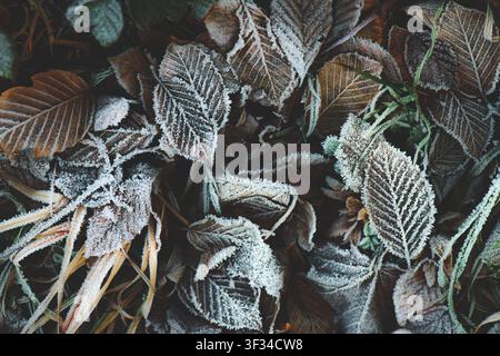 Gros plan de feuilles d'automne sèches couvertes de givre, créant une scène hivernale naturelle texturée avec des motifs complexes de cristaux de glace. Banque D'Images