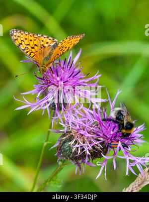 Macro rapprochée d'un papillon orange et d'une bourdon se nourrissant sur des fleurs de centaurée violette-brun, mettant en valeur les pollinisateurs dans une prairie estivale Banque D'Images