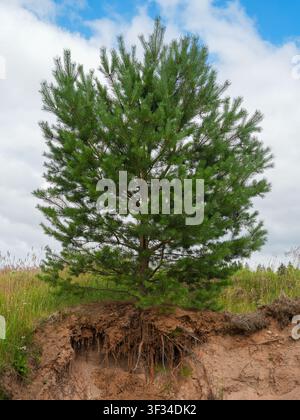Pin sylvestre écossais aux racines exposées poussant sur un talus sablonneux érodé, illustrant l'érosion du sol, la stabilité des racines et la résilience forestière Banque D'Images