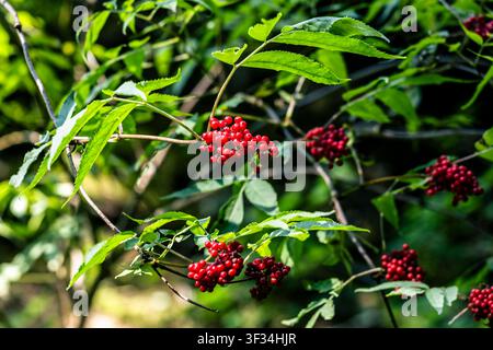 Gros plan de baies rouges vives regroupées sur une branche, entourées de feuillage vert luxuriant. L'image met en valeur la beauté naturelle et les couleurs vibrantes de na Banque D'Images