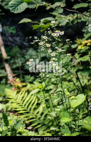 Un gros plan de délicates fleurs sauvages blanches épanouies au milieu d'un feuillage vert luxuriant dans une forêt dense. L'image capture la beauté naturelle et Tran Banque D'Images