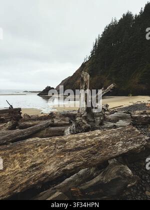 Bois flotté sur Indian Beach au parc d'État d'Ecola à Cannon Beach, sur la côte de l'Oregon, par une matinée d'été. Banque D'Images