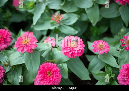 Zinnias roses en fleur dans le jardin Banque D'Images
