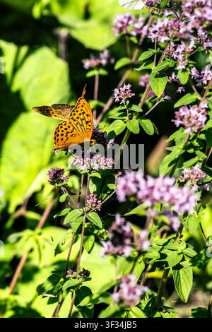 Grossissement d'un papillon orange posé délicatement sur un groupe de fleurs sauvages lavande-violet. La lumière du soleil illumine la scène, mettant en évidence le Banque D'Images