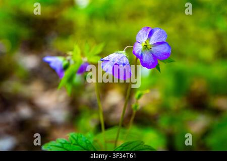 Vue rapprochée d'une fleur de géranium sauvage en pleine floraison dans un cadre forestier naturel Banque D'Images