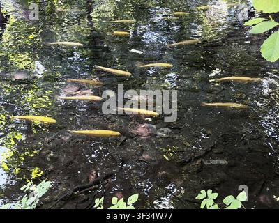 Un banc de poissons dans une source naturelle cristalline avec un fond sablonneux et une eau claire. Les rayons du soleil pénètrent à travers l'eau, créant des reflets pittoresques, et les réflexions vertes des arbres environnants soulignent la beauté de l'écosystème naturel. La photographie est idéale pour les sujets de la faune, des poissons d'eau douce, de l'écologie, de l'aquaculture, du tourisme et de la protection de l'environnement Banque D'Images
