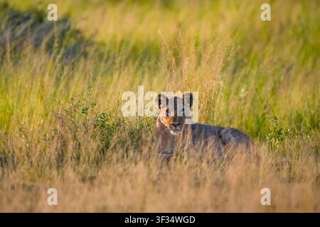Vue d'une lionne reposant dans la haute herbe dorée de la savane du parc national d'Amboseli, comté de Kajiado, Kenya. Banque D'Images