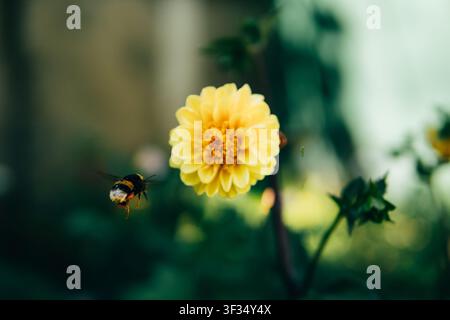 Bourdon en vol pollinisant une fleur de dahlia jaune dans un jardin en été Banque D'Images