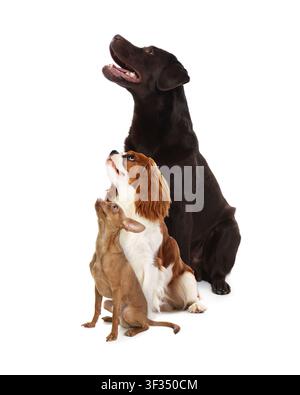 Chihuahua mignon, Cavalier King Charles Spaniel et Labrador Retriever sur fond blanc Banque D'Images