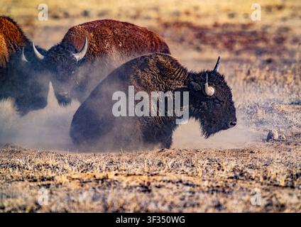 Un bison d'Amérique se relevant du sol, enveloppé de nuages de poussière après avoir pris un bain de terre au refuge faunique de Rocky Mountain Arsenal dans le Colorado. Banque D'Images