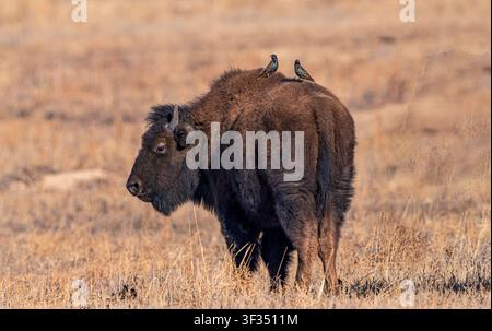 Un jeune bison photographié dans son habitat naturel des prairies avec deux étourneaux reposant sur son dos. Banque D'Images