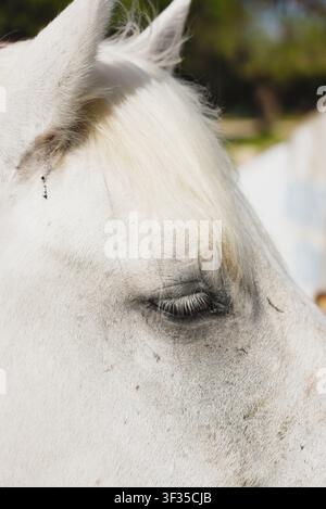 Vue rapprochée détaillée de l'œil et du visage d'un cheval de Camargue blanc, mettant en valeur ses traits doux et sa crinière blanche en plein air. Banque D'Images