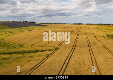 Vue aérienne de champs de blé dorés avec des traces de tracteur serpentant à travers des collines ondulantes sous un ciel nuageux à Tczew, Voïvodie de Poméranie, Pologne. Banque D'Images